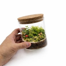 이노브홈 꽃병 테라리움 수경재배 유리 식물 투명 코르크마개뚜껑포함