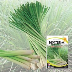 레몬그라스 20립 / 텃밭 종자 채소 허브 이색종자, 1개