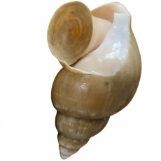 [미친쫄깃함] 감칠맛 폭발! 백고동 백골뱅이, 1개, 급냉 소소 1kg(60-70미 내외)