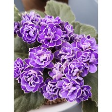 미니바이올렛 네스클링블루 8cm 귀여운 반려 식물 /엠제이정원, 1개