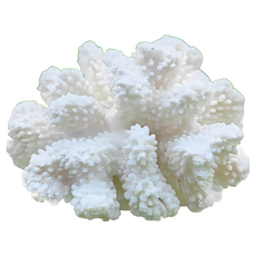 珊瑚原礦 居家裝飾擺件, 白色, 1個