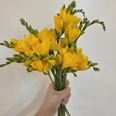 후리지아20대 할인행사 생화꽃 후리지아20대 프리지아 봄꽃 생화택배 배송 피어다꽃, 1개, 프리지아10줄기