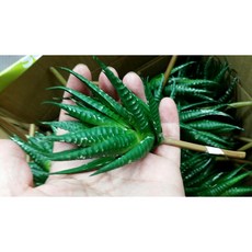 多肉植物系列仿真蘆薈盆栽，免澆水多肉擺飾，仿真多肉植物裝飾，居家辦公室綠植盆栽擺設, 1個, 如圖