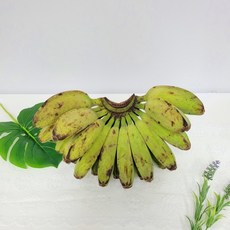 사바바나나 필리핀 초록 그린 사바 바나나 1kg, 1개