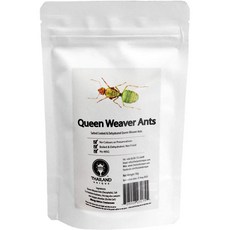 JR Unique Foods 일본직구 퀸 위버 개미 곤충 먹이