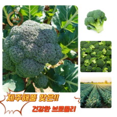 [굿피플] 브로콜리 국산브로컬리 broccoli 야채 브러컬리 브로컬리[브로콜리4-7개], 1박스, 2kg
