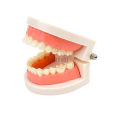 치아 모형 치과모형