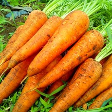 [종료임박] 7일특가 산지직송 제주 구좌당근, 1박스, 3kg