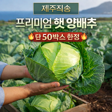 [100개 초특가] 제주 산지직송 아삭 양배추, 1박스, 10kg