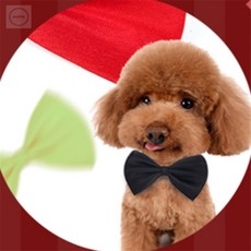 나비넥타이 결혼식나비넥타이