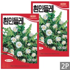 세인화분 흰민들레 100립 - 씨 씨앗 꽃씨 민들레 재래종, 2개