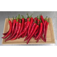 (거북) 국내산 홍고추, 1개, 500g