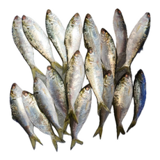 해품밥상 당일조업 국내산 급냉 햇전어 구이용 아라전어, 1세트, 1kg(10~15미)