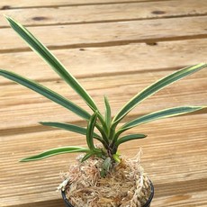 [금비농원] 어성복륜/부귀란 소엽풍란 석부작 목부작 공기정화식물 풍란, 1개