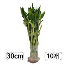 개운죽농장 1+1+1 개운죽 20cm(30개) 개운죽 10cm(30개) 개운죽 30cm(10개) / 개운죽 40cm(20개) 행운목 수경식물 수경재배 미세먼지제거식물 직수입, 1개, 03.  개운죽 ...30cm.(10개) 1개