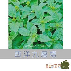 花園夢想家 西洋九層塔(庭園羅勒) 蔬菜種子 童話園藝, 1個, 西洋九層塔 種子