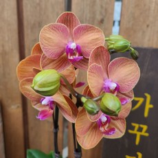 가꾸다 호접란 오렌지 쌍대, 1개