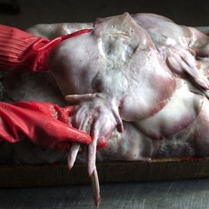 간재미 급냉 1kg 간자미 가오리 무침 회무침 냉동 홍어