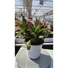 게발선인장 핑크 중품 랜덤상품