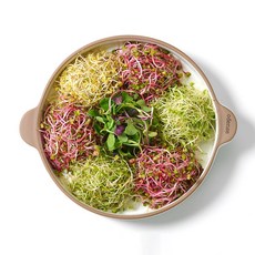 새싹 채소 어린잎 베이비 채소 모듬, 모듬 새싹 채소 50g 5팩, 1개