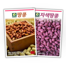 주주씨앗 땅콩 씨앗 2종세트 땅콩씨 종자 자색땅콩 씨앗 몰 채소씨앗 봄 파종 작물 콩씨앗, 1개