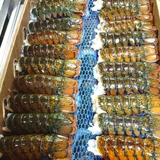 Canada 직수입 레디씨푸드 랍스타테일 정품 125g 랍스타 바닷가재 바다가재랍스터테일 랍스터 랍스타꼬리 랍스터꼬리 랍스터, 4개