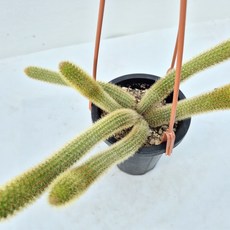 여우꼬리선인장, 1개, 노랑가시