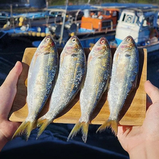 [생물전어] 국내 산지직송 자연산 제철 햇 전어 구이용, 1박스, 500g [4-7미]