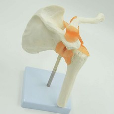 견관절모형 어깨 근육 쇄골 외과 뼈 해부학, 1개