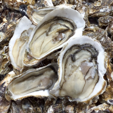 40년명인 통영 프리미엄 개체굴 석화, 1박스, 5kg