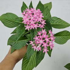 아비가든 펜타스 1+1 2+2 별모양 여름 꽃, 2개, 다른색상