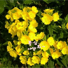 꽃심야생화 황금낮달맞이 노지월동다년초 모종 1~20포트 규격8cm포트묘, 5개