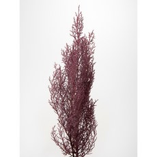 日本大地農園不凋諾貝松雪松藍柏石松羅漢柏聖誕節裝飾永生花乾燥花，持久 сохраняет 美麗，營造溫馨浪漫氣氛, 01260-140不凋藍柏, 藍色