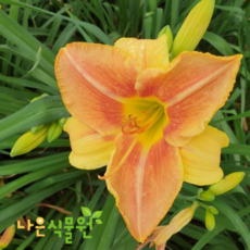 [나은식물원]14.[데이릴리 뿌리] 시카고메이드 (2~3촉)