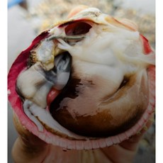 [리빙키친]산지발송 여수새조개 손질새조개, 1개, 1kg