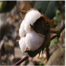 [씨앗편지] 목화( 일년초 춘파 씨앗 약10립), 1개