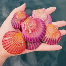 신선품다 통영 홍가리비 특대 기계 세척 제철 가리비 산지직송 갬핑용음식 조개구이 1kg 20미 내외, 1박스