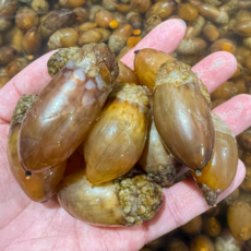 제철한가득 국산 생물 미더덕 회, 1개, 1kg