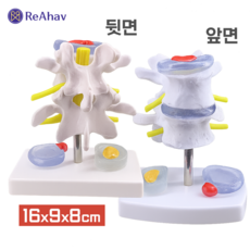 레아하브 디스크가이드 척추모형