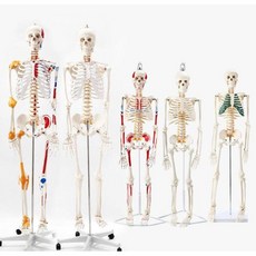 전신 뼈모형 뼈골격 모형 신체 뼈대 해부 해골 포함 교육, 170cm 착색 척추 근육 시작점 및 끝점 인대
