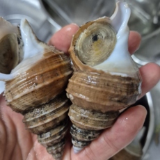 푸른마을 오늘잡은 활고동들 싱싱한 상태로 포항 산지 직송, 1박스, 살고동 중대 1kg20미 내외