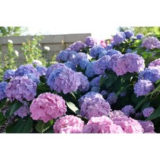 렛츠댄스 수국 4종 캔두 스카이뷰 아리바 빅밴드 P13 노지월동 리블루밍 재개화 사계수국 마크로필라, 진분홍, 1개