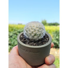 구름처럼 뽀송뽀송한 백성선인장 - 로세이프로라 비숑닮은식물 아프리카식물 데스크테리어, 팟 미포함