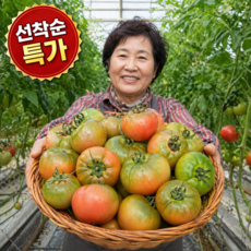 [선착순특가] 하루100박스만 단짠 부산 대저토마토, 1박스, 5kg M