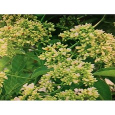 花梨木精油 耐酸鹼塑膠罐分裝罐, 1個, 425g