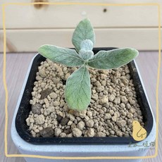 歪皮植物 斷崖女王銀葉絨毛盆栽，橙紅喇叭花多肉塊根觀葉植物，室內窗邊陽台好養綠植擺飾, 1個, 不含照片中造型盆器