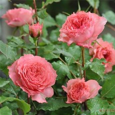 【日本河本系列】日冕 7-8吋盆 日本玫瑰 適合新手 波浪花瓣 切花品種 適合瓶插花 花期長 灌木 抗病優良