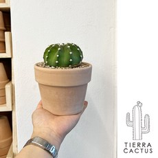 사랑스러운 도트무늬 동구리 단모환 선인장 - 화분 2type, 베이지 납작직선링(받침불포함), 1개