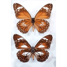 蝴蝶標本 Danaus affinis 自然藝術收藏品 蝴蝶裝飾品, 1個