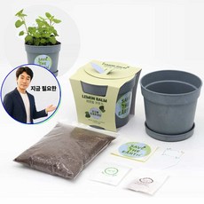 지금 필요한 키우기 레몬밤 반려식물 세트 여러해살이 비료 K31872EA, 본상품